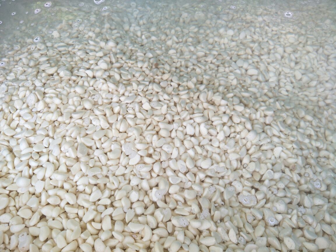 红蒜切片与浸泡过程
