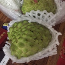 凤梨释迦苗/绿钻释迦/巨无霸释迦