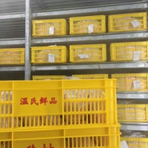 白条鸭