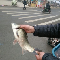 白鲫食用