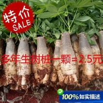 发财树不含盆