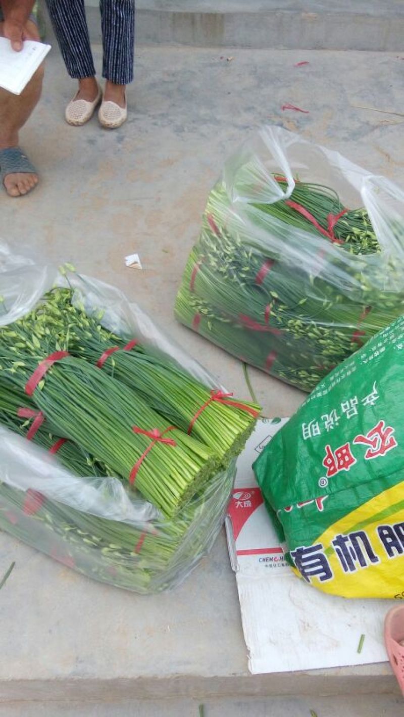 山东省莘县,燕店镇万亩韭苔大量上市.