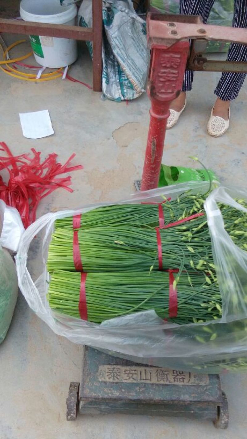 山东省莘县,燕店镇万亩韭苔大量上市.