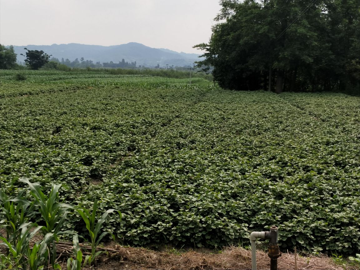 鱼腥草根的新鲜采收场景