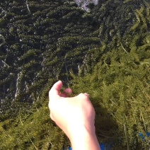 黑藻