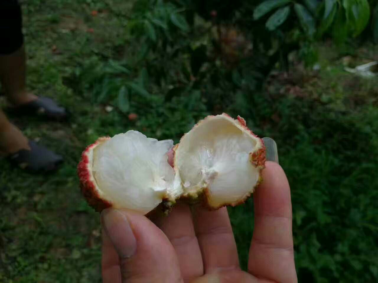 无核荔枝果实剖面特写