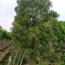 佛肚树50-55分假植庭院大型观叶观型植物