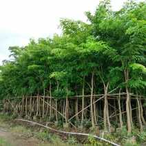 海南黄花梨树高3.5米起苗圃直销名贵苗木