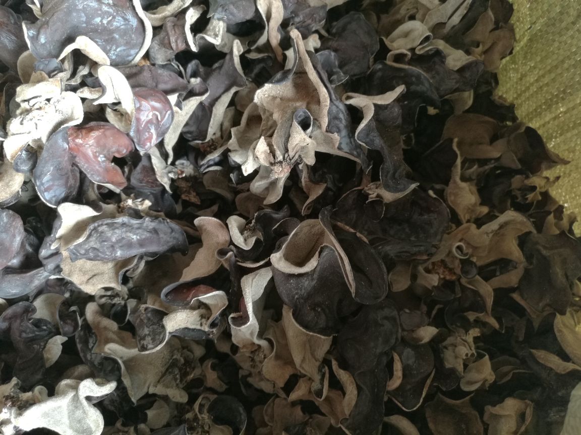 光学显微镜下400倍放大图像:左侧为黑木耳子实体横切面,显示致密胶质层与规则褶皱;右侧为毛木耳横切面,可见更疏松的绒毛状表皮层及更多气腔结构。标尺=50μm,染色方式:苏木精-伊红(H&E) 黑木耳与毛木耳显微结构对比图