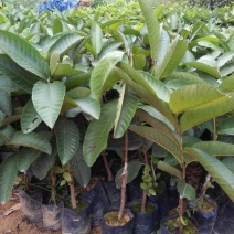 西瓜番石榴苗30~50cm