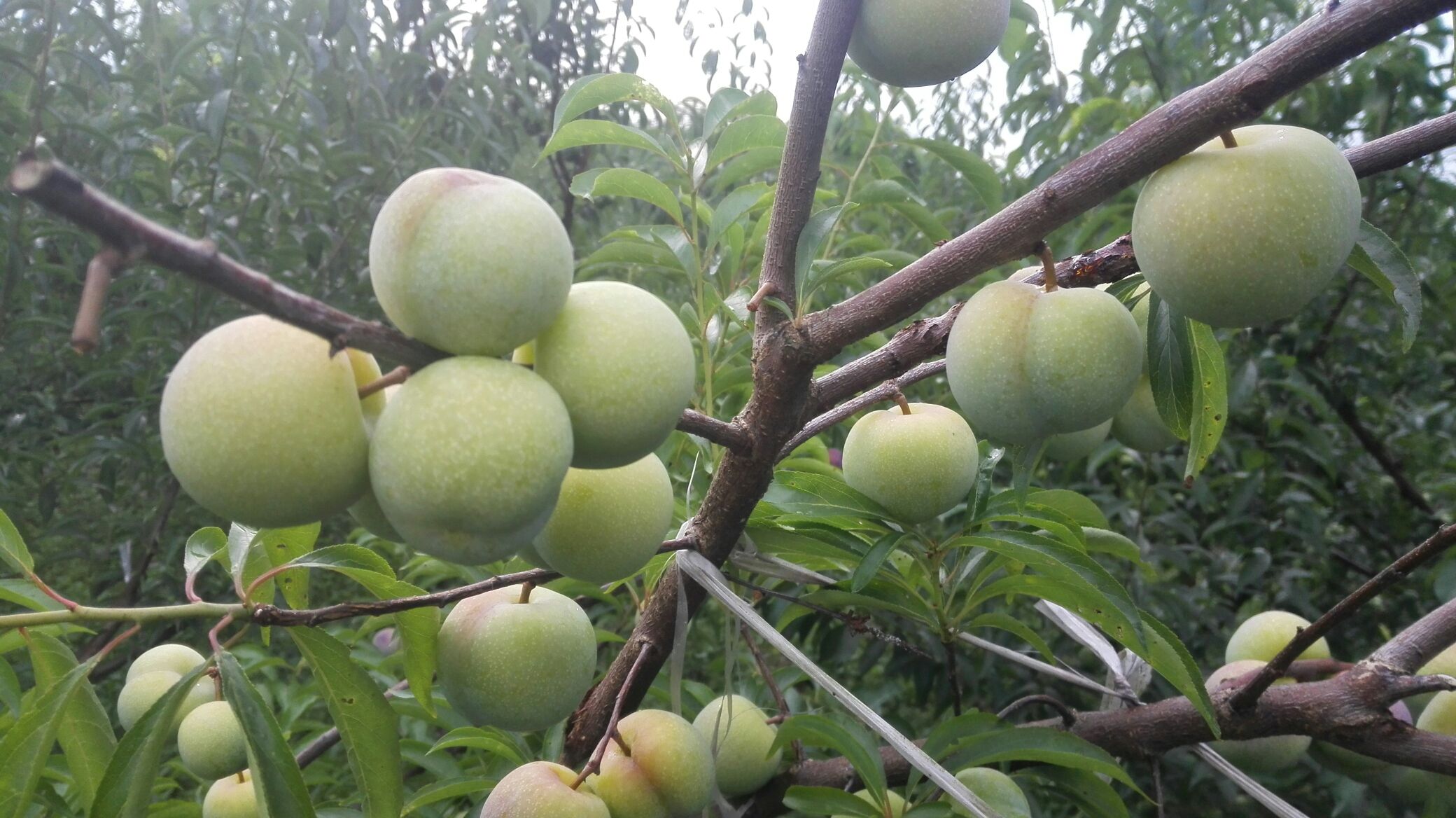 半边红李子采摘现场