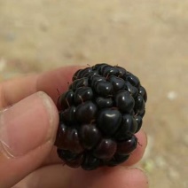 黑莓黑色