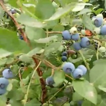 蓝莓鲜果12~14mm以上