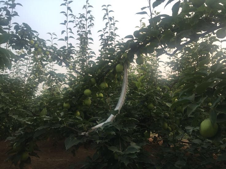 鄂梨果园种植场景