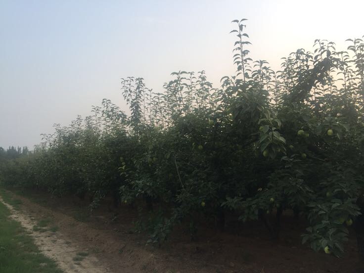 工人在孔雀河畔香梨园进行手工采摘与分级包装
