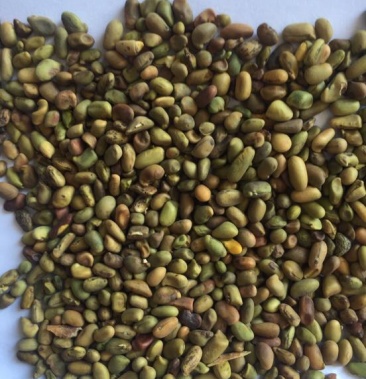 柠条种子小叶锦鸡儿种子