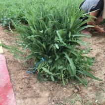 苦苣菜15~20厘米