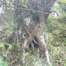 罗汉松树桩35cm以上