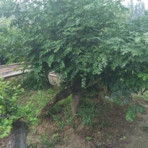 榆树桩20~25cm