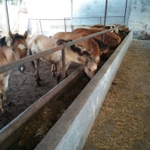 蒙古马200~300kg