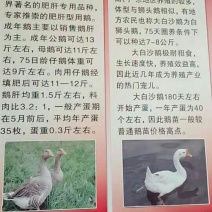 鹅苗250g以下