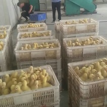 鹅苗250g以上