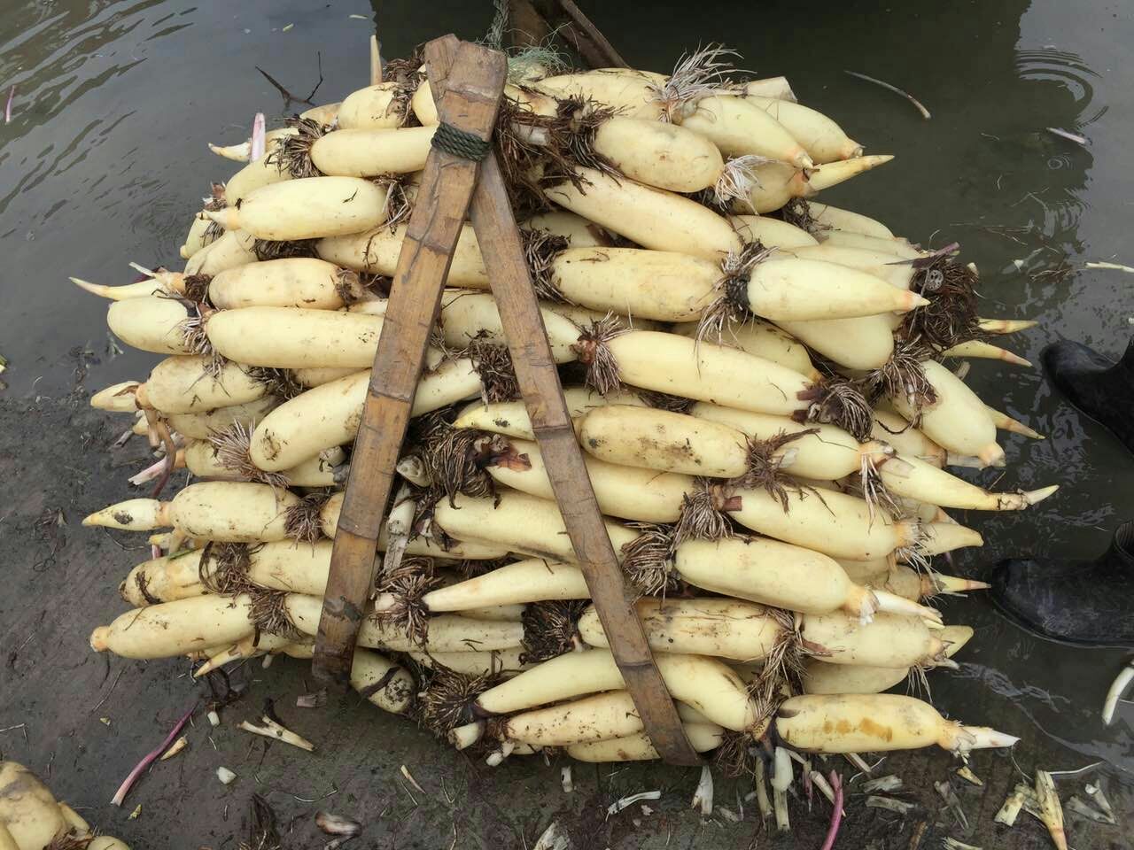 江南水乡清晨,藕农赤足立于齐腰深的清澈浅水中,手持长竿探藕,身旁竹筏上堆满刚采挖的新鲜白莲藕:藕身修长饱满,表皮覆盖薄层清亮水膜,泛着象牙白光泽,部分藕节尚带新鲜泥痕与淡青色藕须,背景可见连片荷叶与远山薄雾 白莲藕原产地水乡采收实景