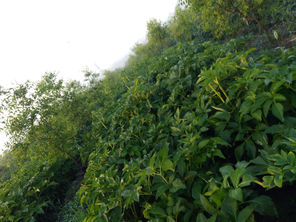 一株完整的白芷植物,茎秆直立,叶片羽状分裂,顶端开出白色复伞形花序,生长在湿润山坡或田间,背景为自然光照下的绿色植被环境 白芷植物全貌图