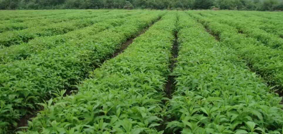 白芷种子播种现场,农民正在均匀撒播种子 白芷种子播种现场