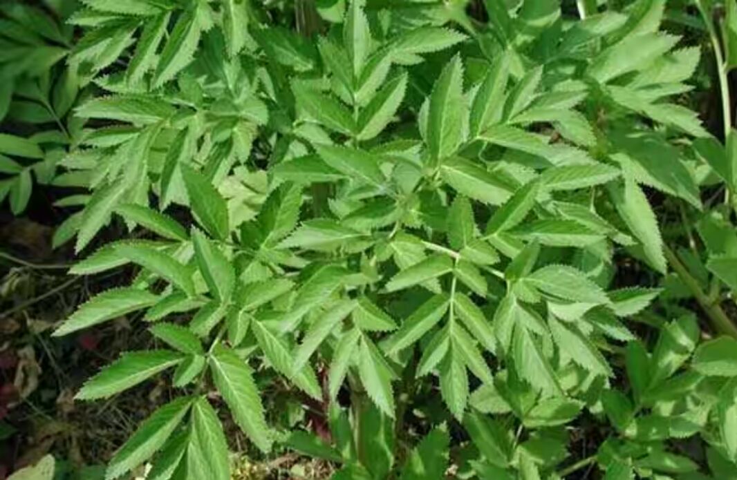 一株完整的白芷植物,展示其高大的茎秆、羽状分裂的深绿色叶片和伞形花序,背景为山地林缘环境,突出其自然生长状态 白芷植株全貌