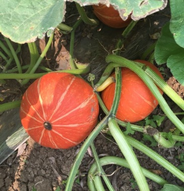 金瓜34斤以上扁圆形