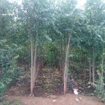 丝绵木261~300cm