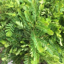 甜种油柑苗余甘苗牛柑苗油甘苗一年苗嫁接果树苗