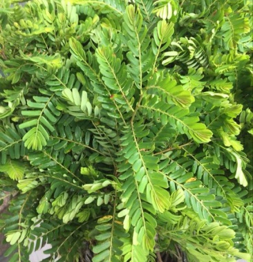 甜种油柑苗 余甘苗 牛柑苗 油甘苗 一年苗 嫁接果树苗