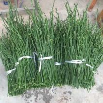 不知火枝条10~20cm