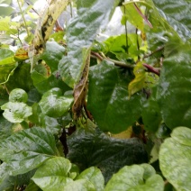 藤三七