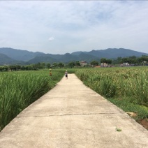 茭白种苗