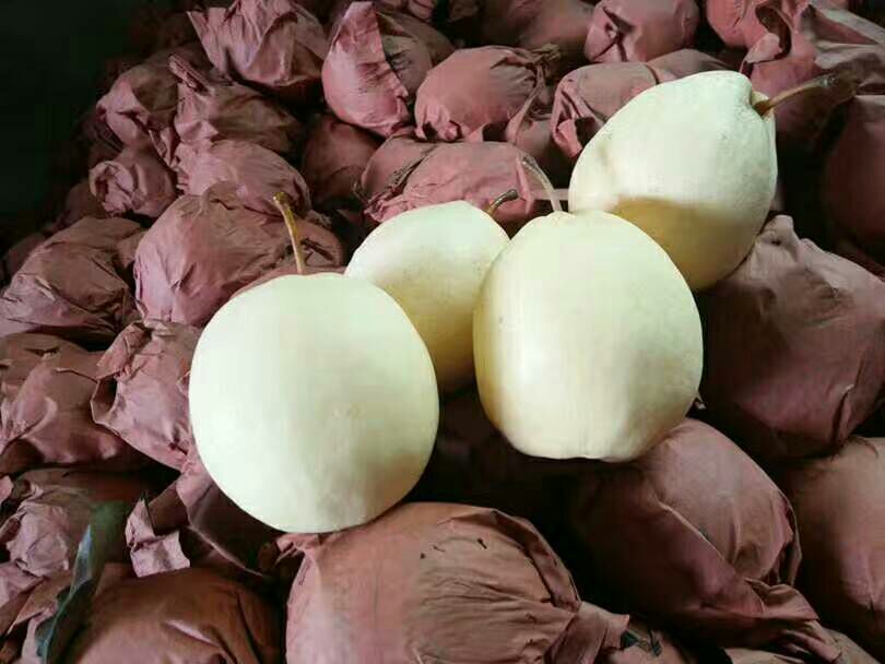 丰水梨花朵特写