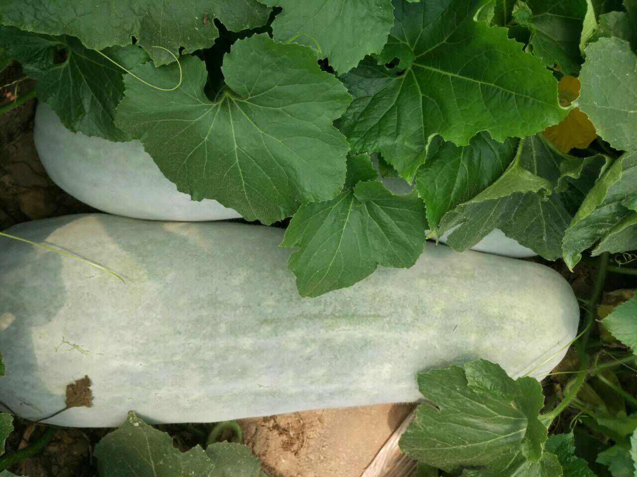 冬瓜成熟果实特写