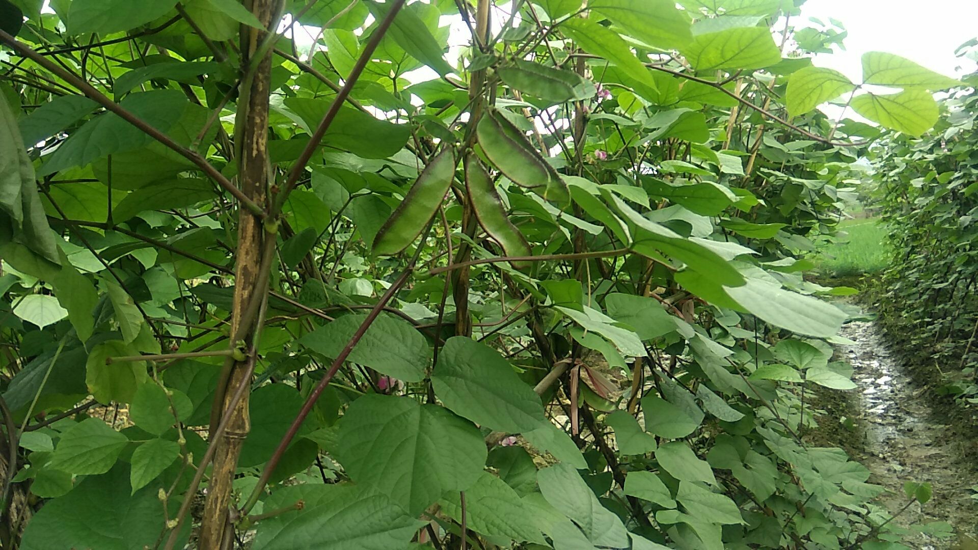 一片绿意盎然的扁豆藤蔓田地,枝叶间垂挂着成串的嫩绿色扁豆荚,农民正在弯腰采摘,阳光洒落,展现原生态农产品生长环境 白扁豆种植田间场景