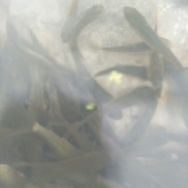 草鱼苗人工养殖5~6cm