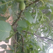 青皮核桃青皮湿