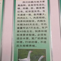白鹅苗250g以下
