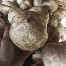 凉薯500~1000g