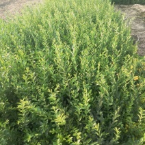 水腊50~80cm