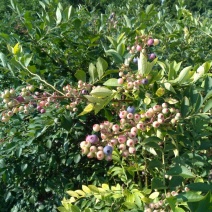 兔眼蓝莓6~8mm以上鲜果