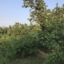 山杏核苦核