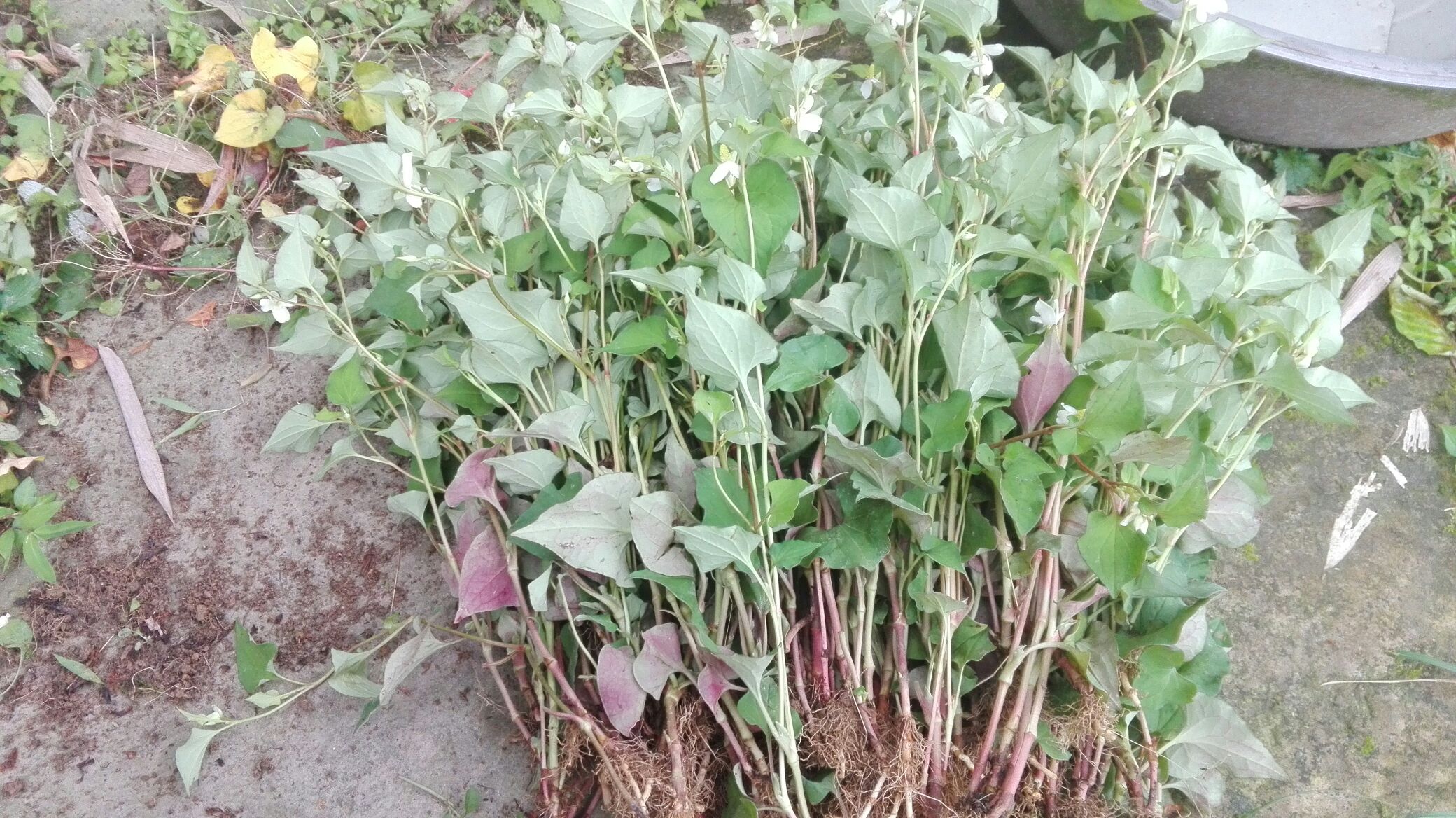 左侧为农贸市场摊位,塑料筐内整齐码放白色鱼腥草根,标注‘鲜挖折耳根’;右侧为超市冷柜,包装盒内为带嫩叶的整株鱼腥草,标签注明‘有机嫩苗’。顾客正在挑选,背景有价格牌显示根售价12元/斤,叶苗16元/斤 市场销售场景对比图