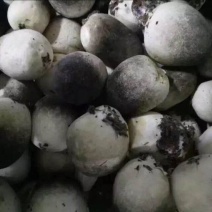 鲜草菇90%特级