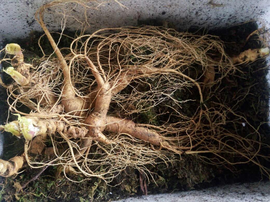 长白山采参人手持巨型野山参